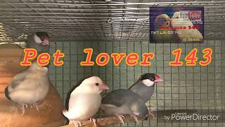 Java bird breeding & health tips.. ( Bengali)