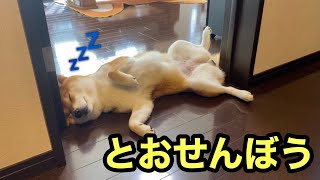 【柴犬】ごみ捨てから帰ってきたら入口を通せん坊する犬がいました