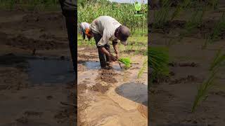 Do farmers in your country still use traditional methods like this? Please comment #shorts