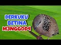 Derkuku Djawa Gacor Suara Bening, Pancingan Bikin Ngeplong