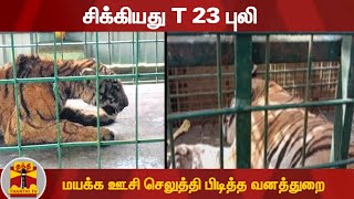 சிக்கியது T23 புலி -  மயக்க ஊசி செலுத்தி பிடித்த வனத்துறை | T 23 | Gudalur Tiger