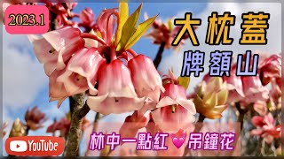 [2023山系] 大枕蓋 | 🌺吊鐘花🌺 | 牌額山 | 鹿湖郊遊徑