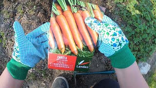 Come seminare le verdure nell’orto🥬💐🍇🍓