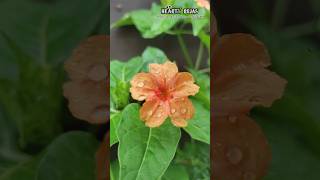 Our #terracegarden arden Blooms with Vibrant #flowers Today Bloomed on July 5th 2023 #maadithottam