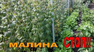 👩🏻‍🌾🌱🌱КАК ОСТАНОВИТЬ РАЗРАСТАНИЕ МАЛИНЫ. ПРОСТОЙ СПОСОБ!