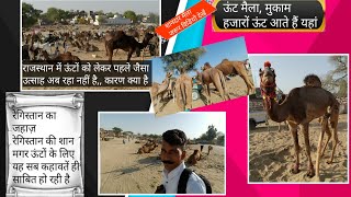 ऊंट मैला, मुकाम। ऊंटों का जमावड़ा। camel festival mukam