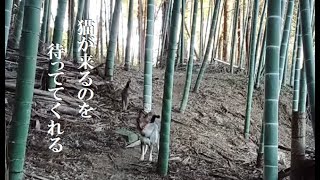 今朝の散歩は 竹山