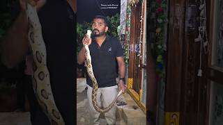 అమ్మ బాబోయ్ రక్తపింజర|| #Indian #Russell's viper snake Rescue