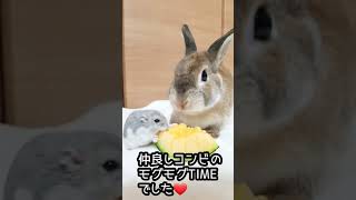 ハムスターとうさぎが仲良くモグモグTIME❤️