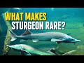 The Living Fossils: What Makes STURGEON Rare?