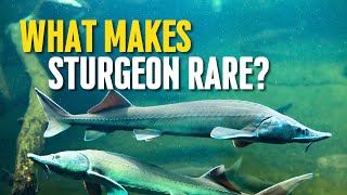 The Living Fossils: What Makes STURGEON Rare?