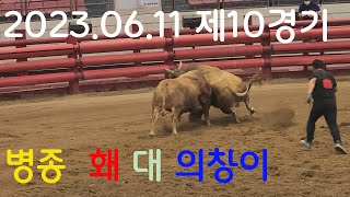 청도소싸움 2023.06.11 제10경기 병종  홰 / 의창이