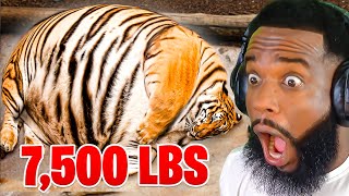 Top 10 FATTEST Wild Animals Ever Seen Reaction!