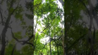 Rainforest Ambience: Jungle Animals Sounds | Relaxing Sleep Sounds
