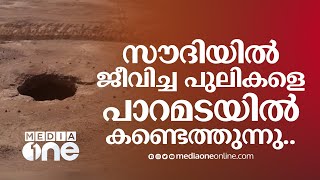 4000 വർഷം പഴക്കം; സൗദിയിലെ പാറമടയിൽ കണ്ട അത്ഭുത കാഴ്ചകൾ | Saudi found mummies of Cheetah