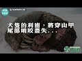 不再痛苦了！連2隻穿山甲遭犬攻擊斷尾、斷骨重傷　獸醫忍痛安樂死－民視新聞