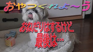 おねだりシーズー♂