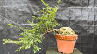 のんびりと八房ニレケヤキの剪定をする！ 【盆栽#69】 Leisurely pruning Yatsufusa elm zelkova