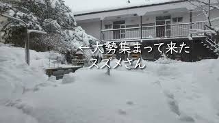 大雪が降った今朝の庭の様子【越冬給餌】