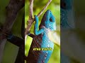 Bagaimana Chameleon Menukar Warna? #facts #faktaunik #faktamenarik #fakta #chameleon #animals