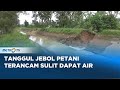 Tanggul Air Jebol Petani Di Lampung Timur Terancam Kesulitan Mendapatkan Pasokan Air