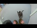 【犬っぽい猫】とってもお利口なロシアンブルー パート12 2つの扉を開く猫！ the dog like russian blue cat is kind and smart part 12