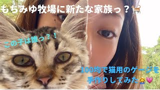 もちみゆ牧場に新たな家族🐈？この子の名前はっ？！100均で猫用のゲージを手作りしてみた前編👩‍🔧💗