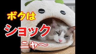 人間みたいなスネっぷりが怖い 焼きもち焼き太郎１兄猫コハク君 Kohaku's the jealous type, a Ragdoll Cat.