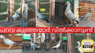 പറവ കുഞ്ഞുങ്ങൾ വില്പനയ്ക്  parava chicks for sale abhijith trivandrum 7902310248