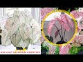 14 Most Beautiful Types of Big Leaf Caladium Varieties You Can Grow