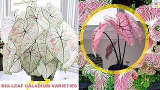 14 Most Beautiful Types of Big Leaf Caladium Varieties You Can Grow