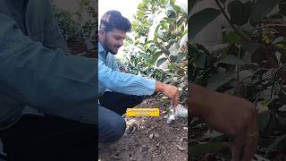 पेरू लागवडीसाठी जमीन कशी निवडावी?👨‍🌾🌱 #पेरू #agriculture #fruitcultivation #farming #शेती #agri