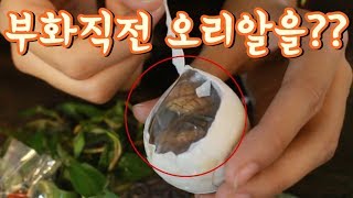 베트남의 별미 부화직전 오리알!! 과연 맛은??ㄷㄷ | Eating Balut Eggs in Vietnam