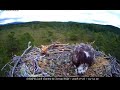 two mating attempts this morning ~ ©rspb loch garten u0026 carnyx wild