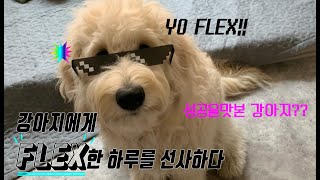 강아지에게 flex한 하루를 선사하다(feat.지극히주관적)