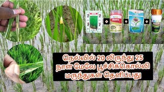 paddy insecticide 25 days  || நெல்லில் 20 லிருந்து 25 நாள் மேலே பூச்சிக்கொல்லி மருந்துகள் தெளிப்பது