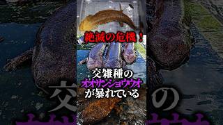 絶滅の危機！交雑種のオオサンショウウオが暴れている【ゆっくり解説】