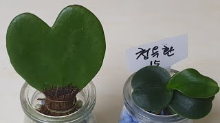 죽어가는 하트호야랑 대엽풍란 청옥환 반수경으로 살리기