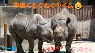 【ヒガシクロサイ】仲良し親子のもぐもぐ＆お昼寝タイム♪　2022/5/18　とべ動物園