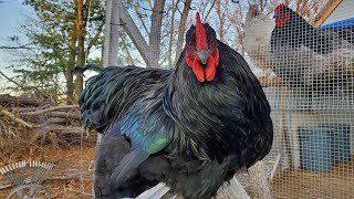 Meet Our Roosters | Cochin Chickens | Updates on our Spring Chicks