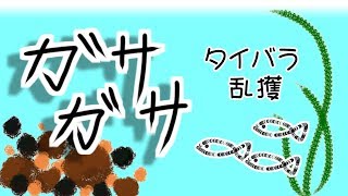 ガサガサ　冬の用水路・タイバラ乱獲【魚とり・エビとり】