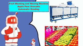 Fruit Washing and Waxing Machine Mango Pear Automatic Grading