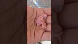 baby budgie ||A pair of budgies with a newborn baby         #birds #budgies #pets