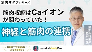 【神経と筋肉の連携】運動神経や知覚神経の伝達方法について解説します！