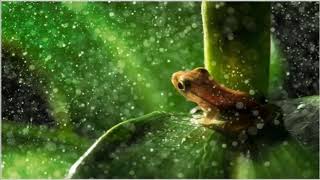 放鬆  助眠 冥想音樂: 雨聲點綴蛙鳴聲 1 小時 / Relaxing, Sleeping, Meditation Music: Rain with some Frog Sounds 1 Hours