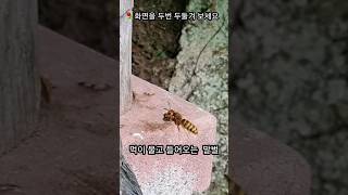 먹이 물고 들어오는 🐝말벌  귀빵머리 때리기