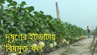 দূষণের ইটভাটায়‘বিষমুক্ত ফল’ | bdnews24.com