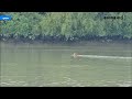 সুন্দরবনে হঠাৎ দেখা গেল রহস্যময় বাঘ sundarban tiger kaler kantho