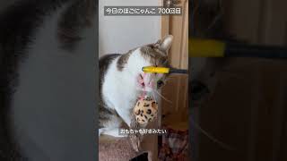 【里親募集中】 今日のほごにゃんこ 700回目 #cat #ねこ #保護猫 #NPO法人にゃいるどはーと  #幸町シェルター #シェルター