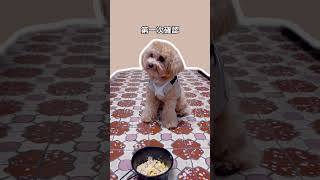 幸福來的好突然｜肉肉大餐｜難得吃鮮食｜#dog #pets #毛小孩 #puppy #寵物 #狗狗 #cutedog #好吃 #犬